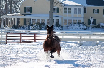 Donato Hanover SNOW